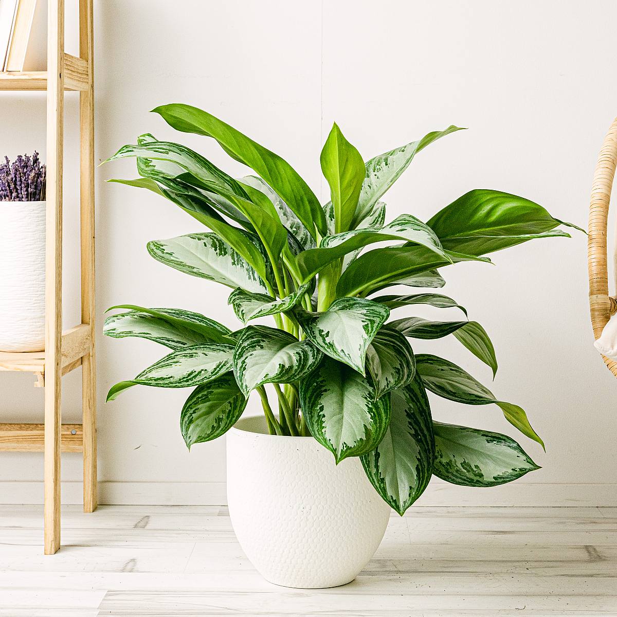 Aglaonema Silberne Bucht picture 3