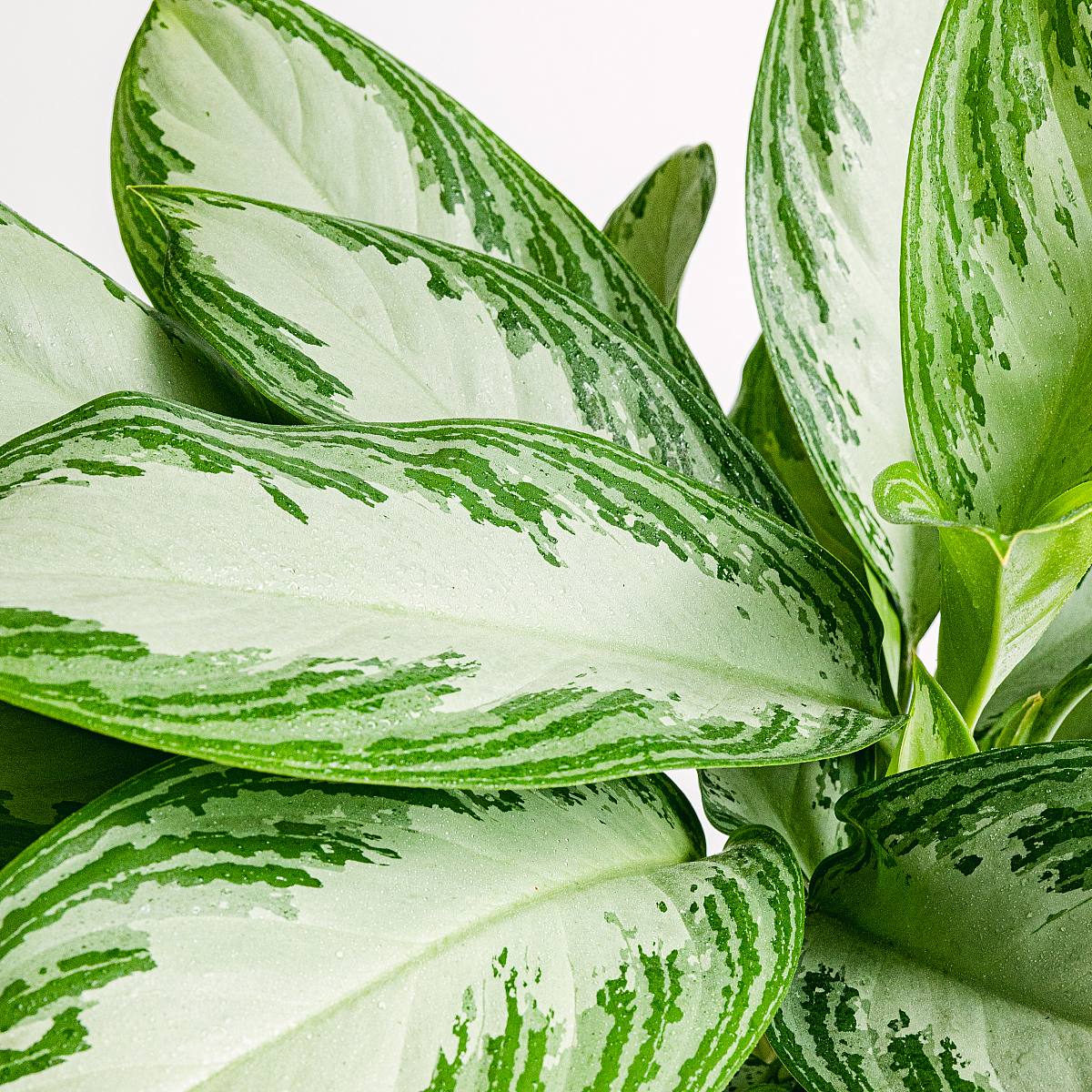 Aglaonema Silberne Bucht picture 4