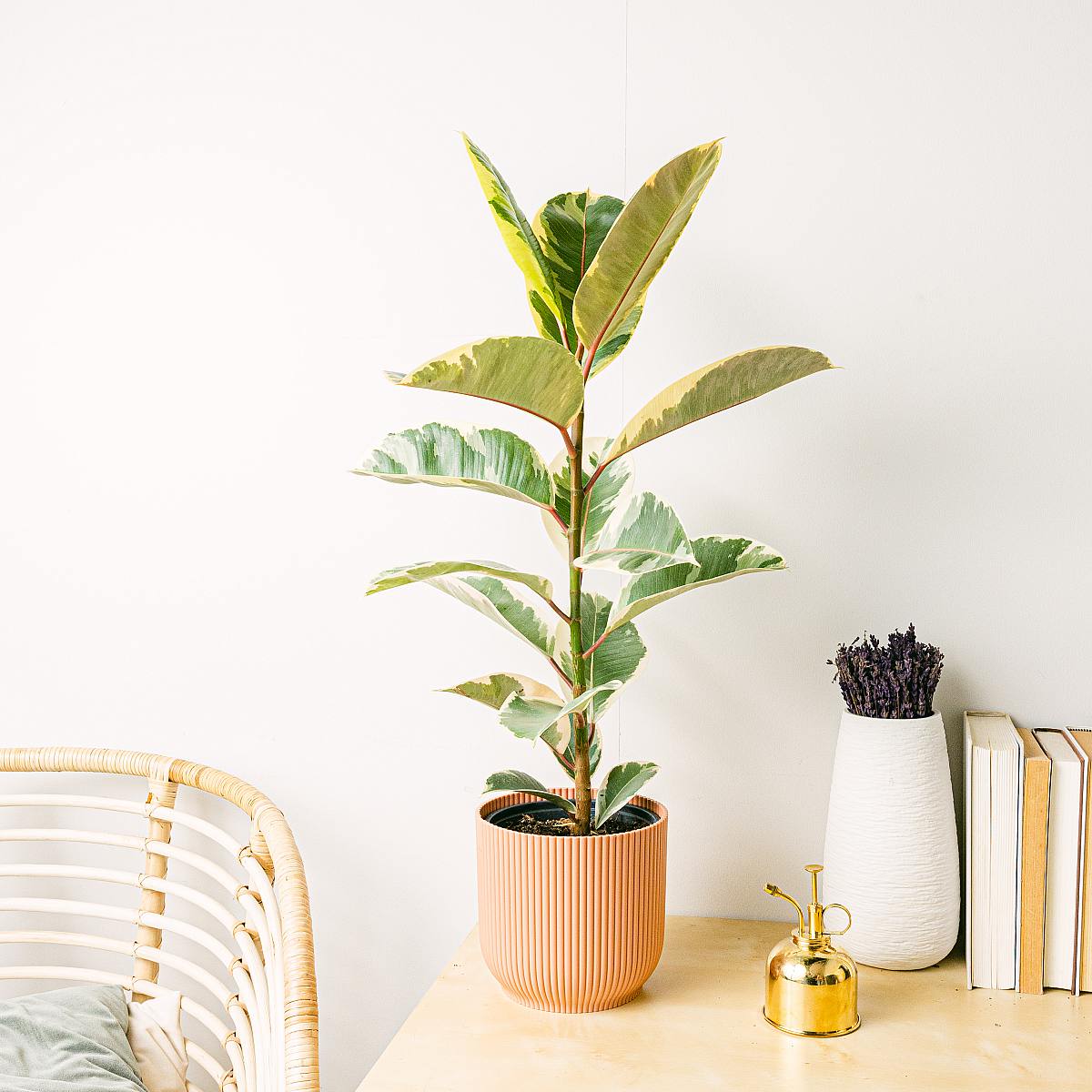 Ficus elastica tineke L picture 0