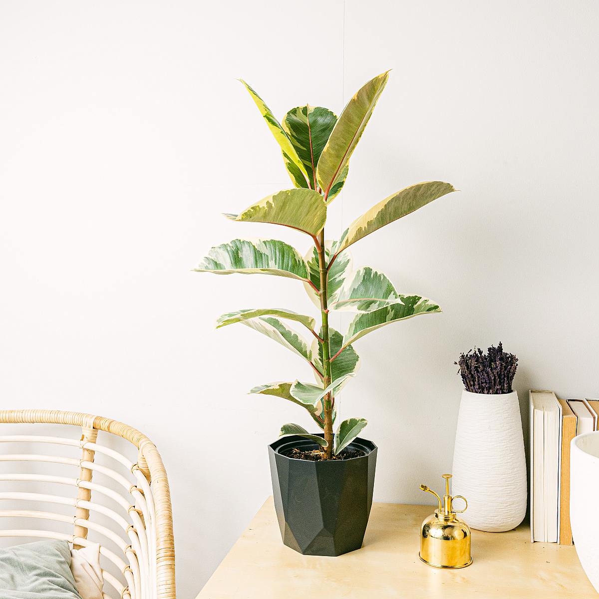 Ficus elastica tineke L picture 1