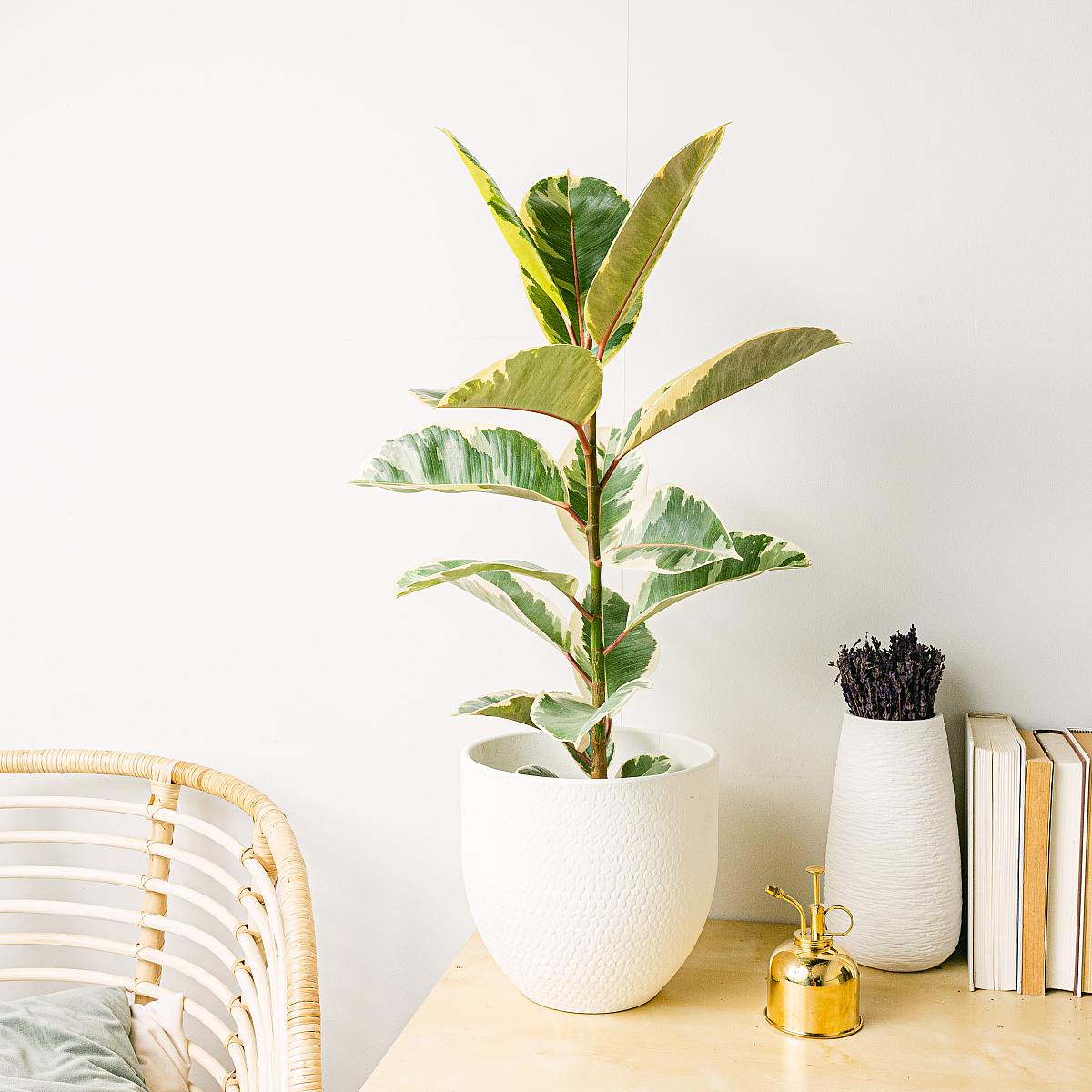 Ficus elastica tineke L picture 2