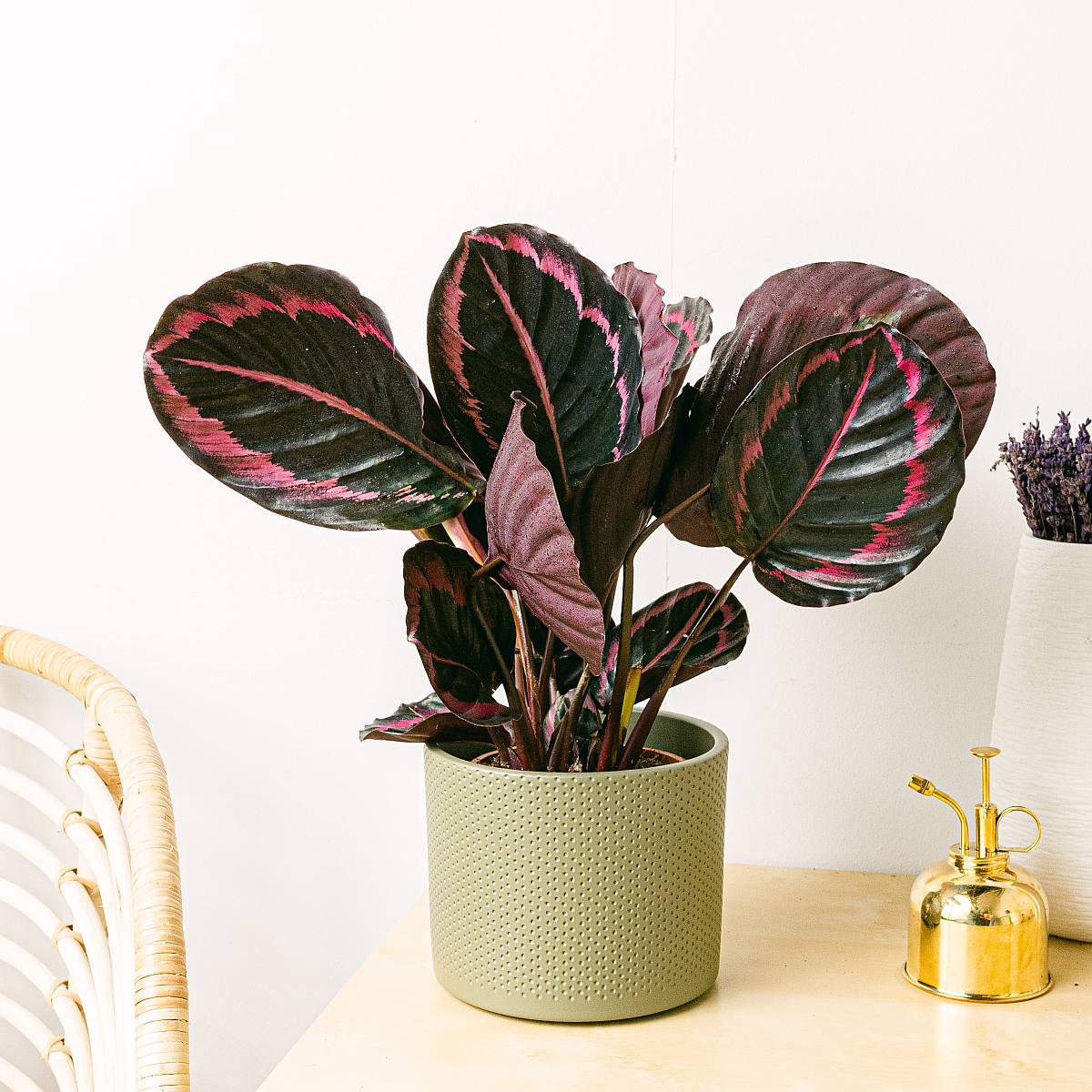 Calathea roseopicta picture 1