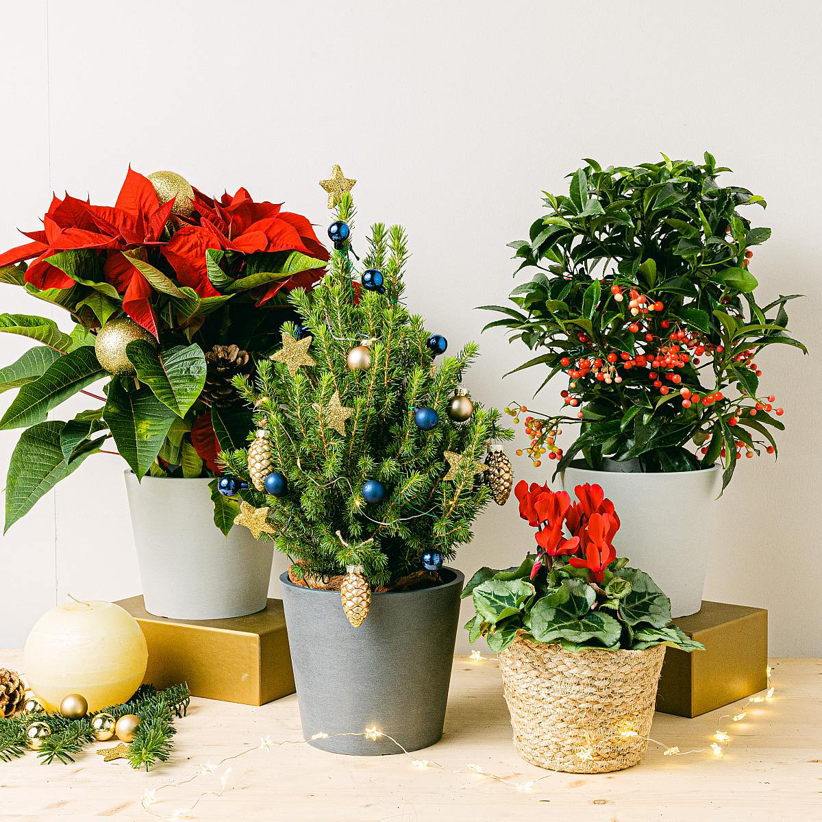 Eternal Christmas Set picture 0