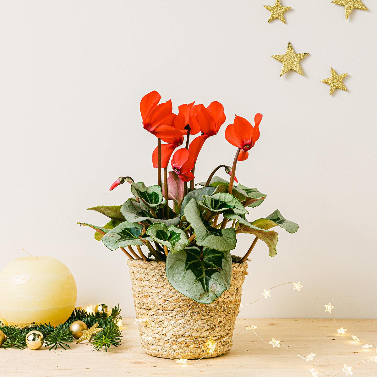 Eternal Christmas Set picture 2