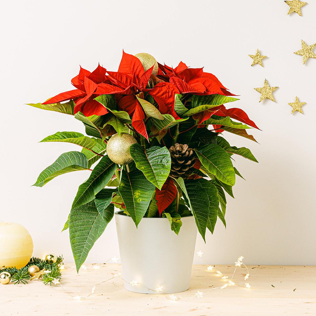 Eternal Christmas Set picture 3