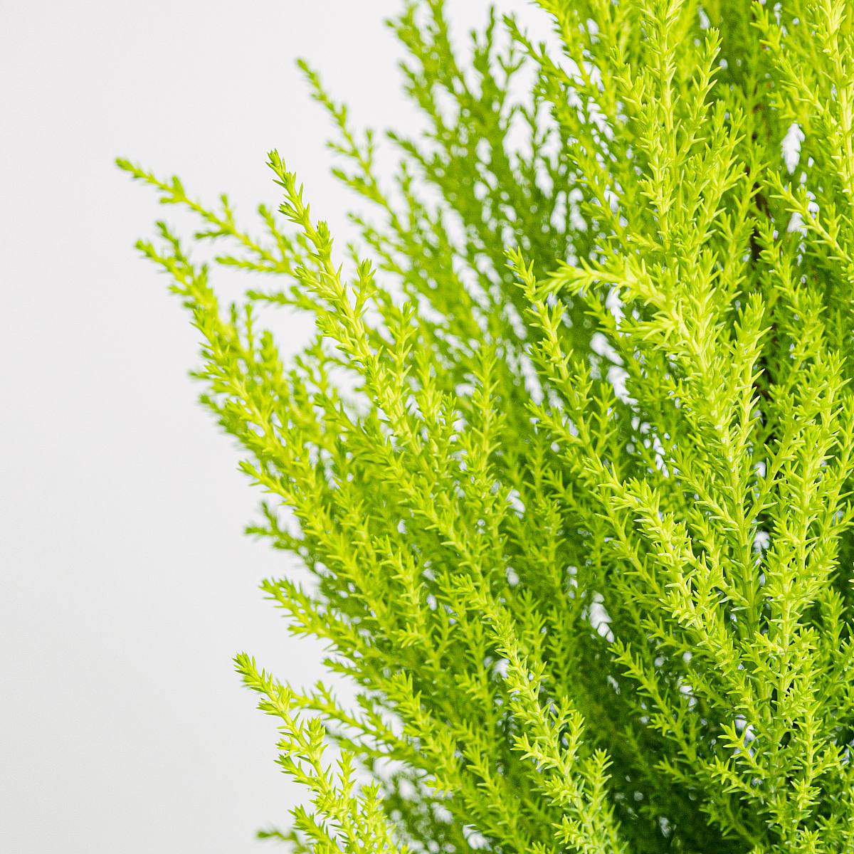 Cupressus Macrocarpa Wilma picture 4