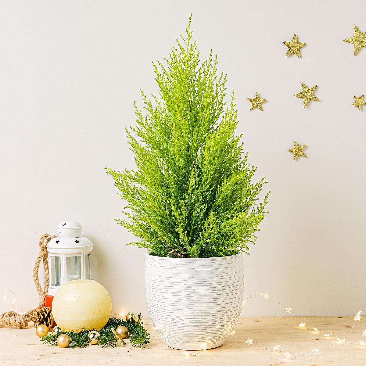 Cupressus Macrocarpa Wilma picture 0