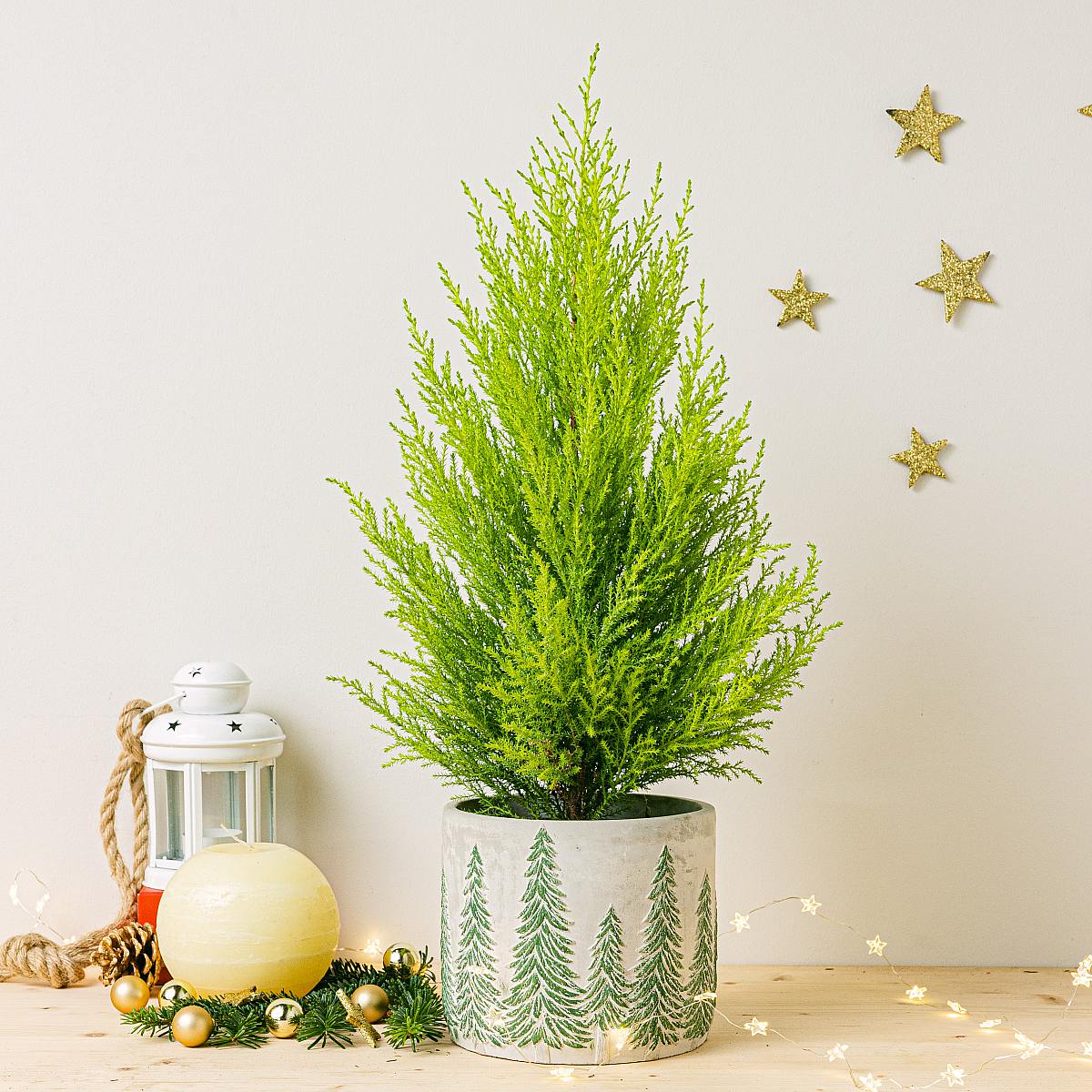 Cupressus Macrocarpa Wilma picture 2