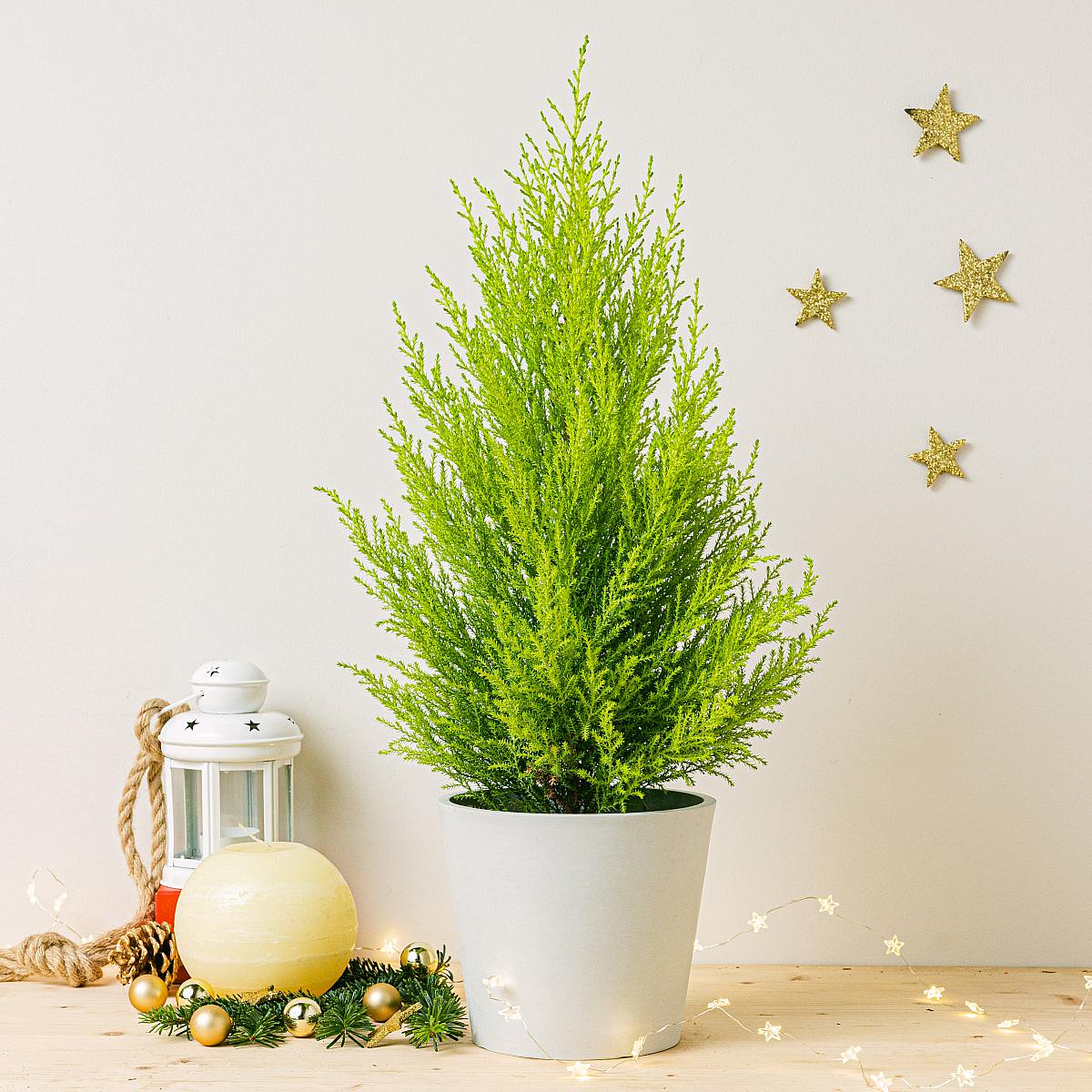 Cupressus Macrocarpa Wilma picture 3