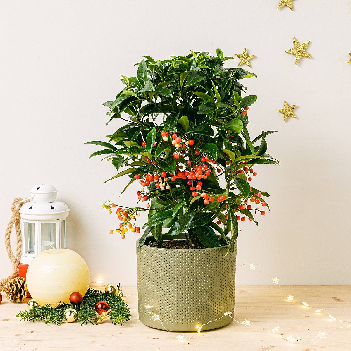 Ardisia crenata picture 0