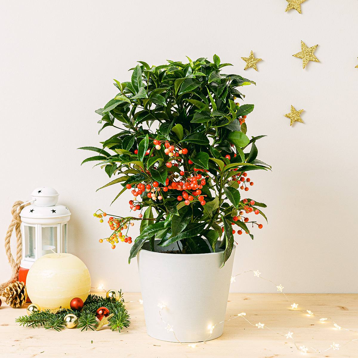 Ardisia crenata picture 1