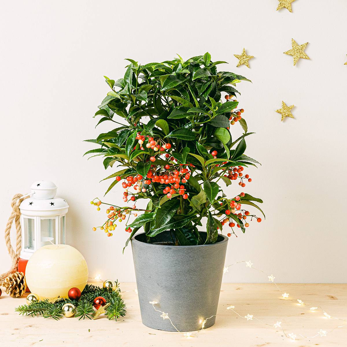 Ardisia crenata picture 2