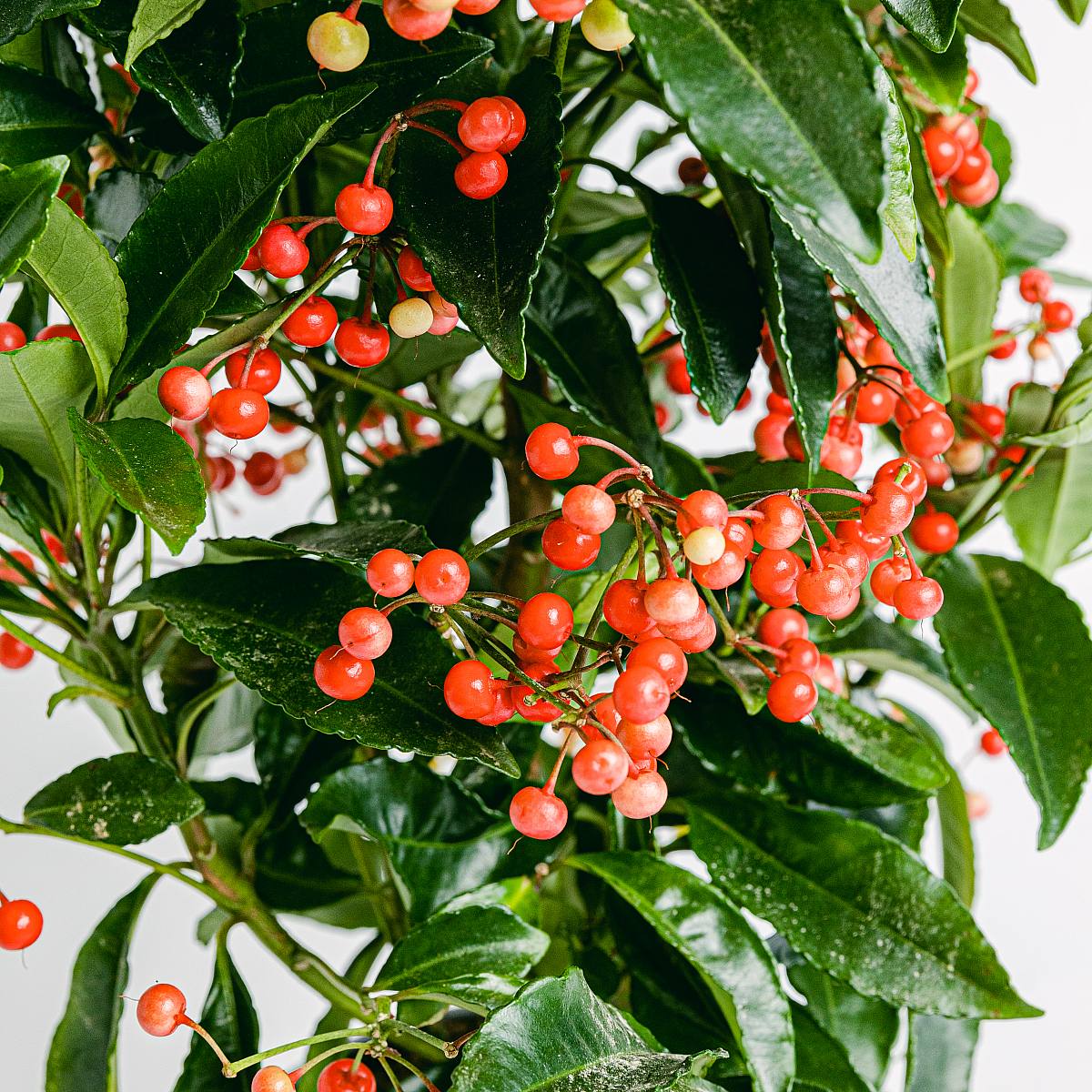 Ardisia crenata picture 3