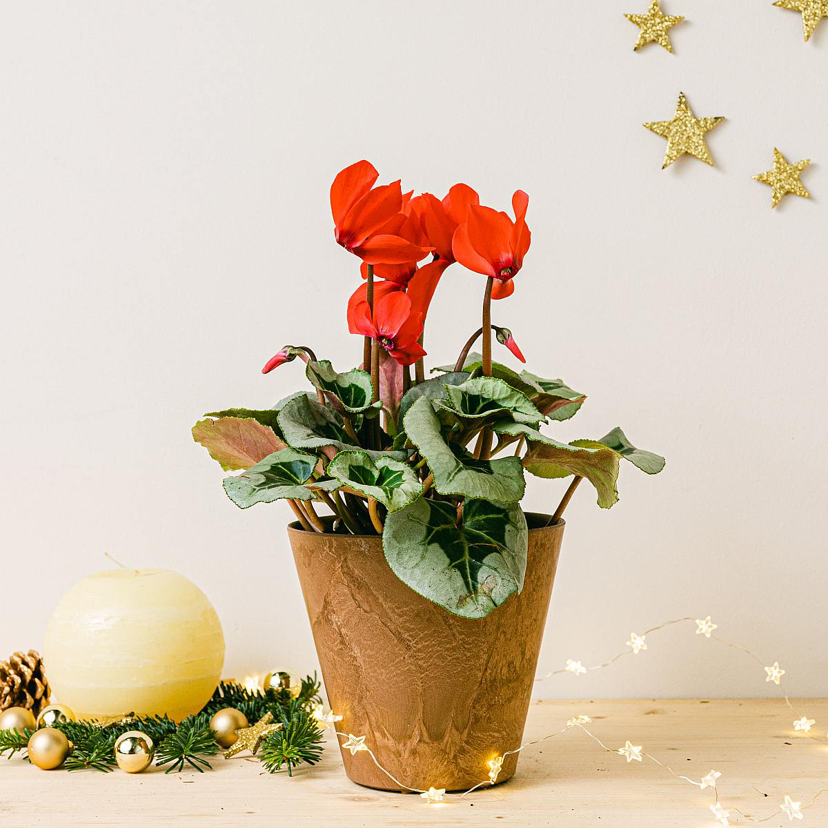 Vinterblomst picture 2