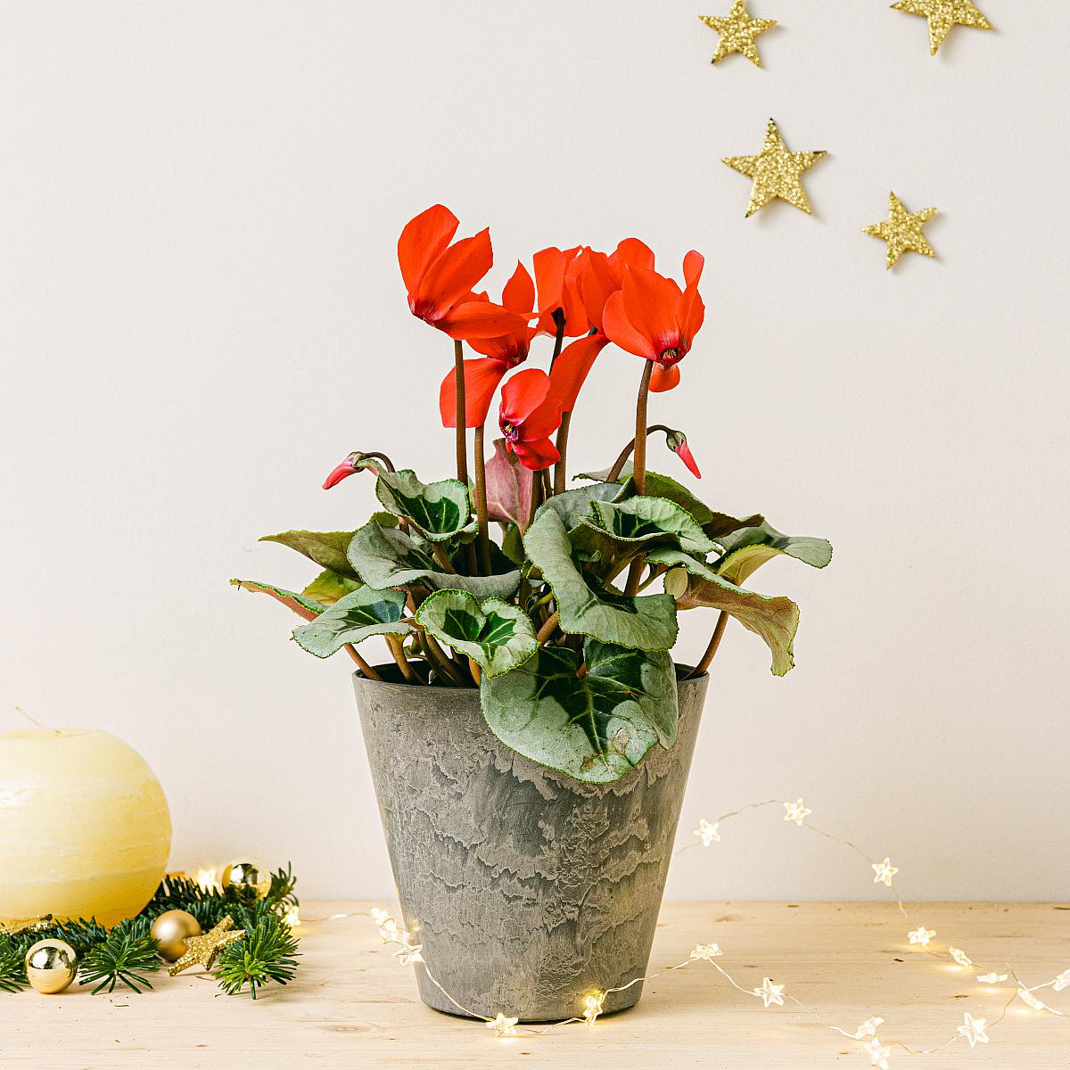 Vinterblomst picture 3