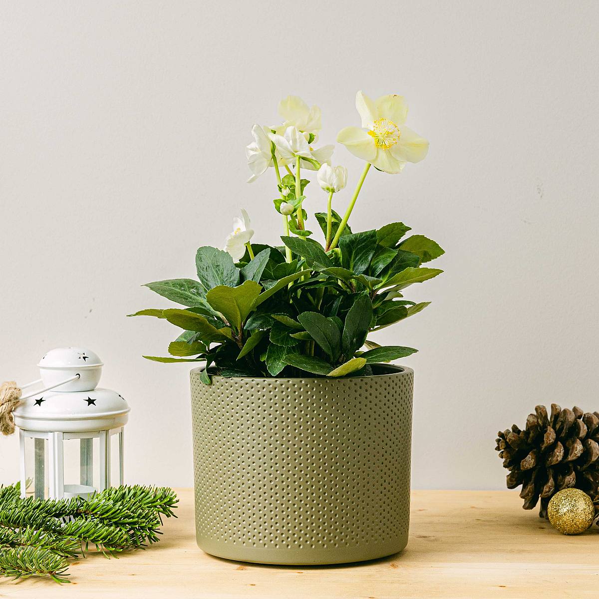 Helleborus Niger picture 1