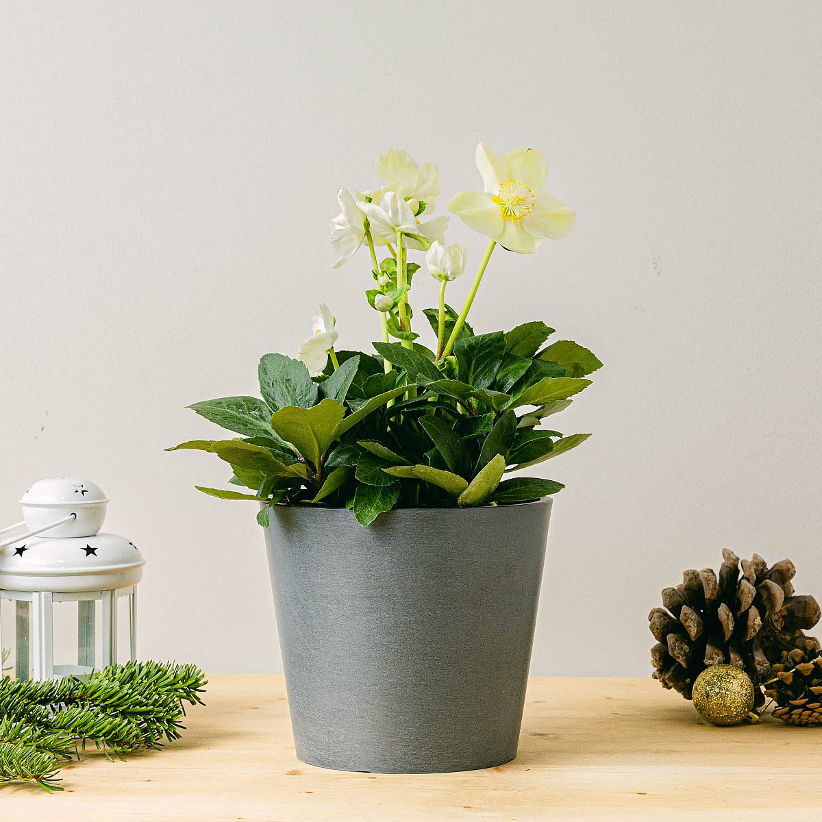 Helleborus Niger picture 2