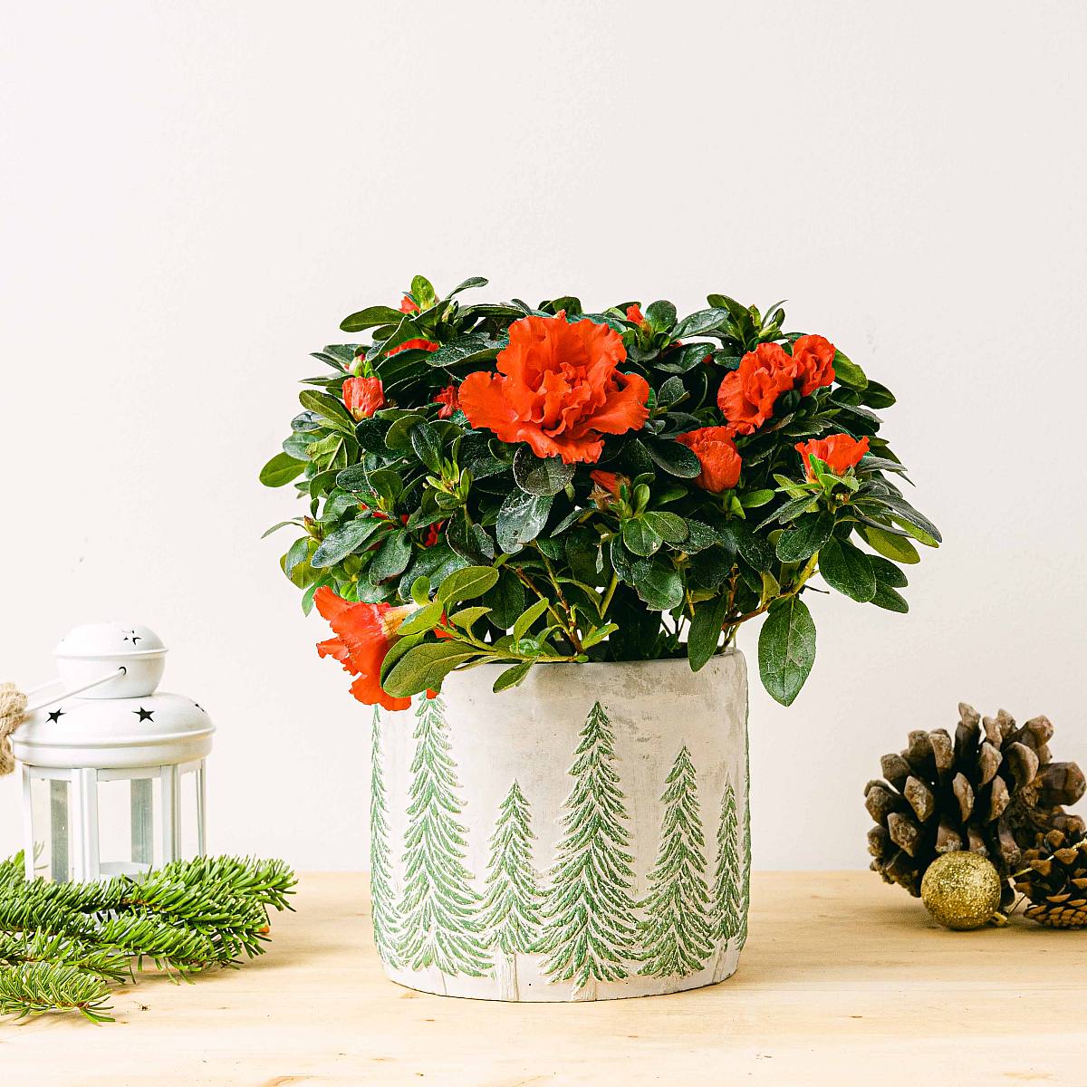 Červená azalka picture 6