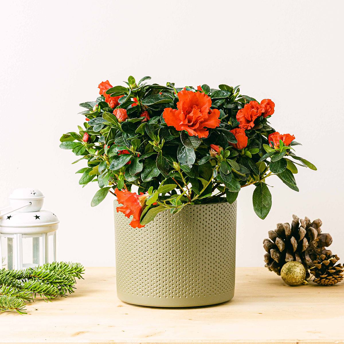 Červená azalka picture 5