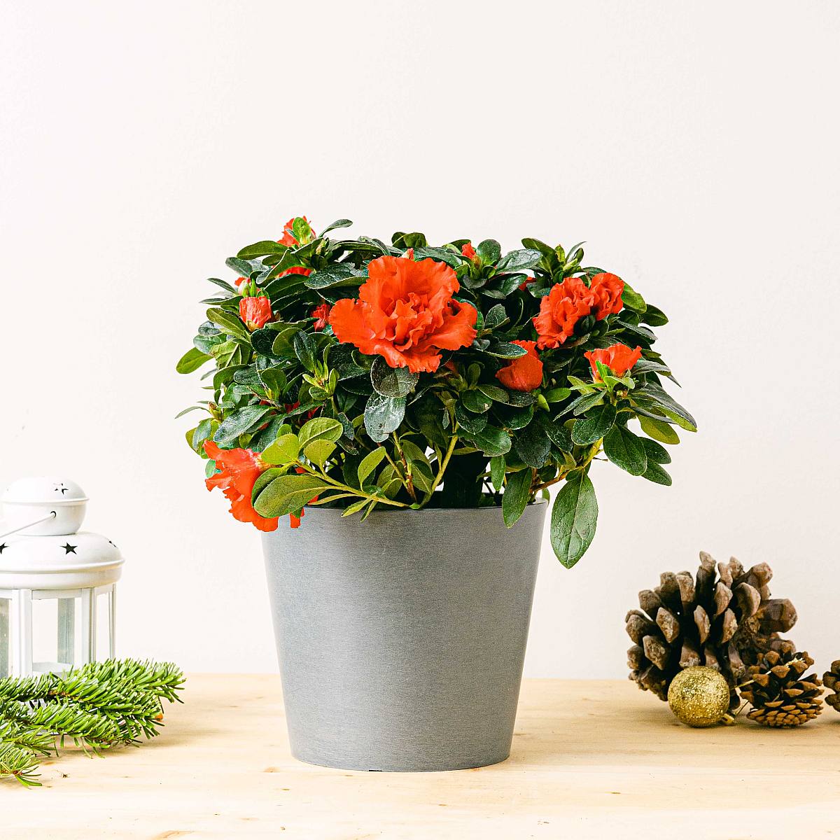 Červená azalka picture 4