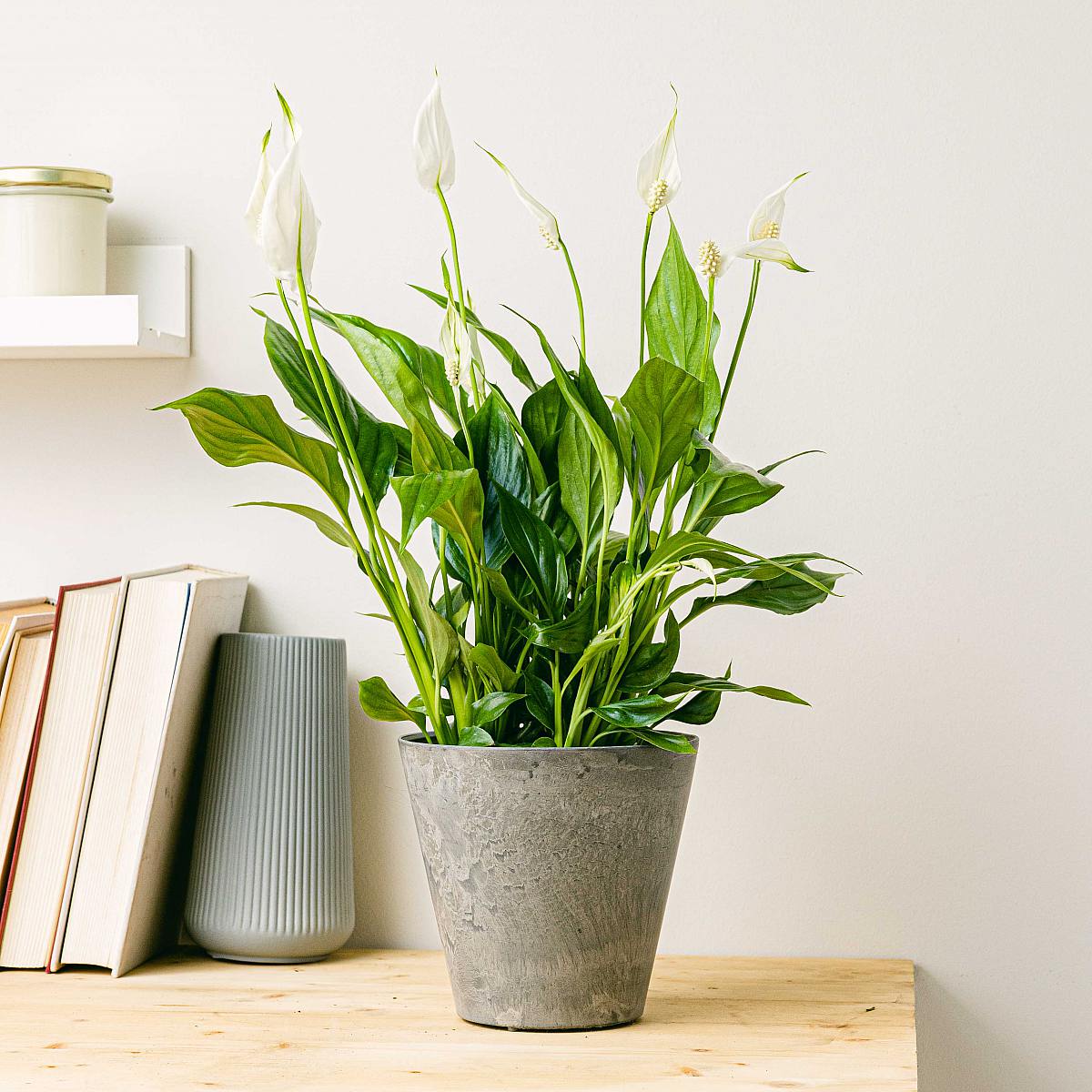 Peace Lily picture 1