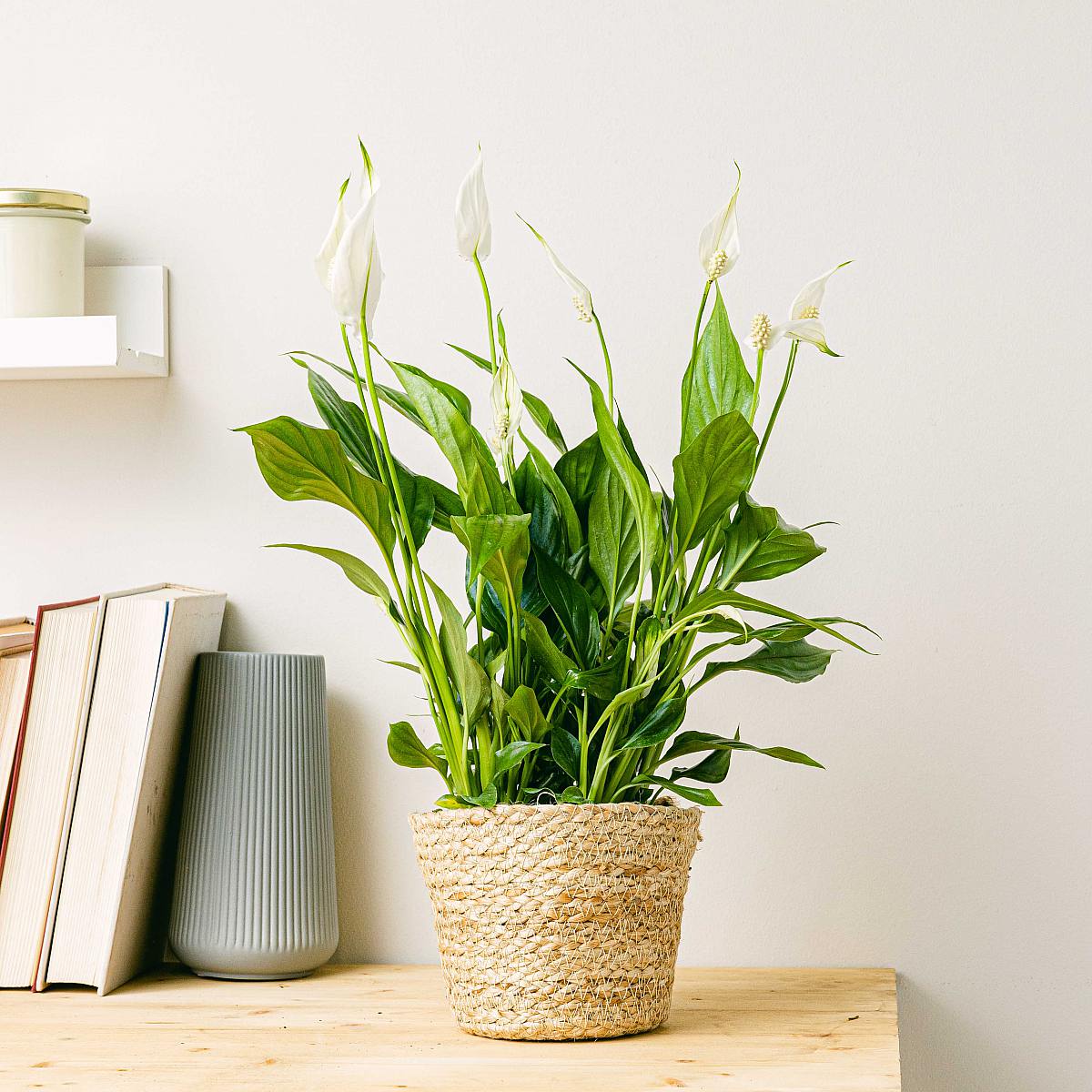 Peace Lily picture 3