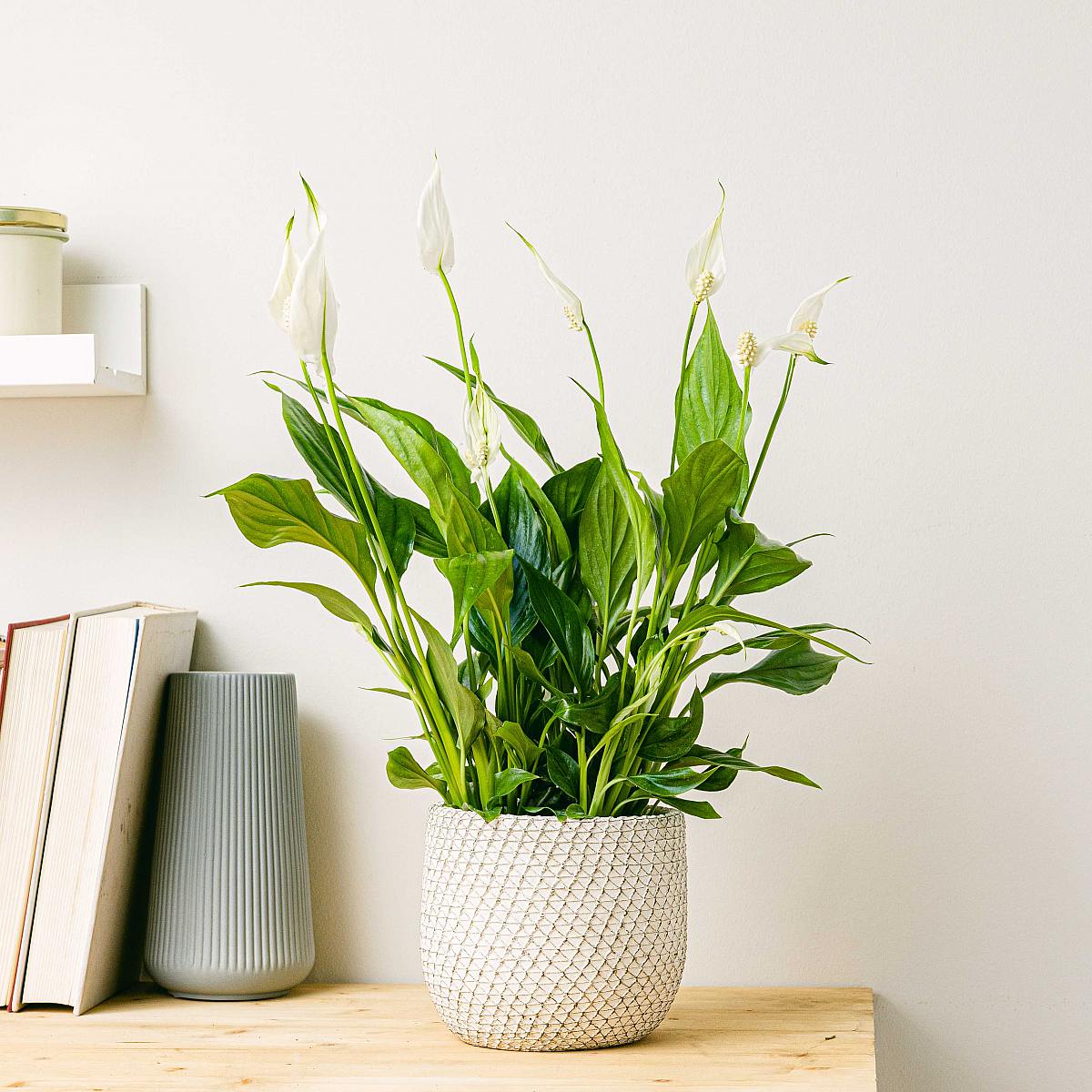Peace Lily picture 4