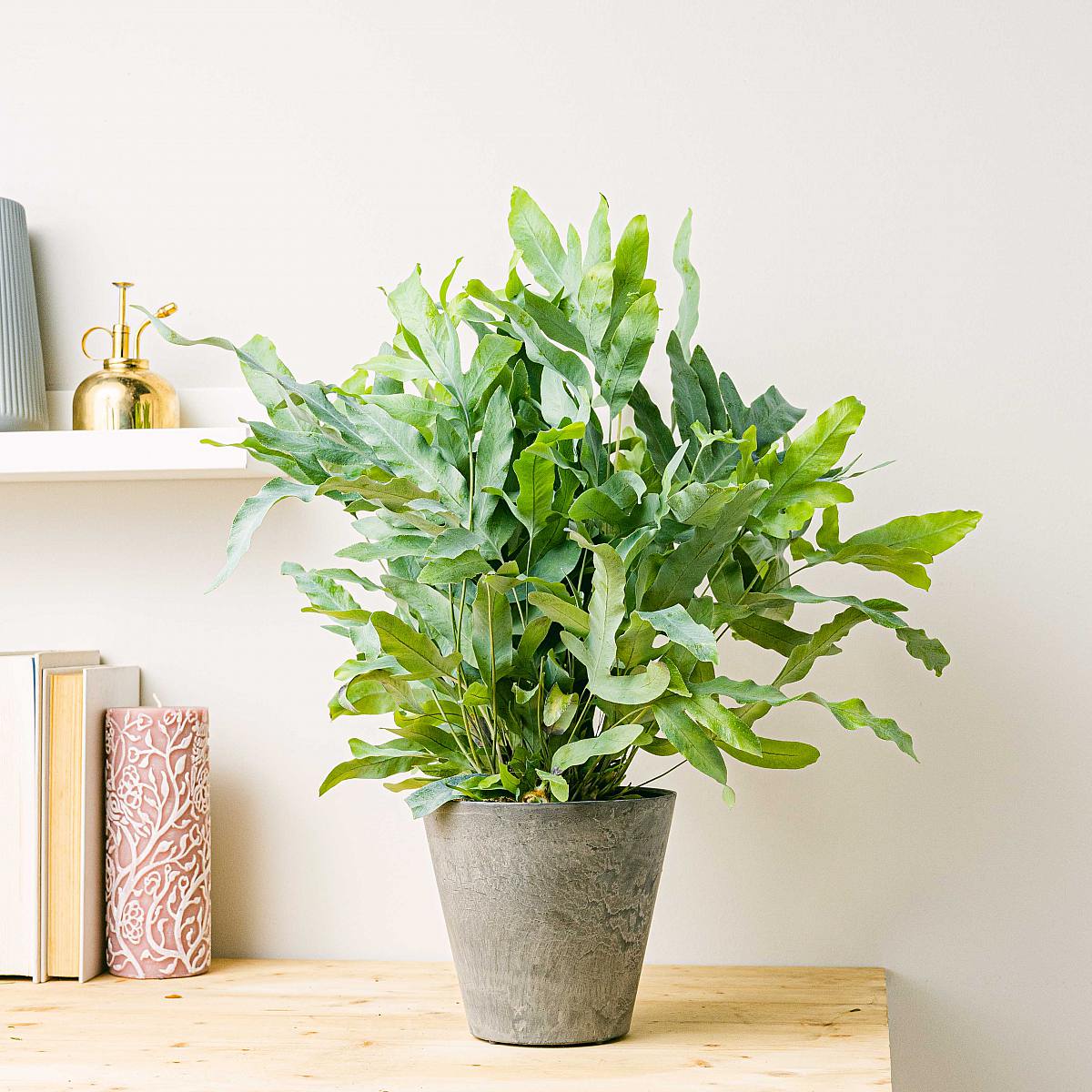 Kapradina s modrou hvězdou picture 1