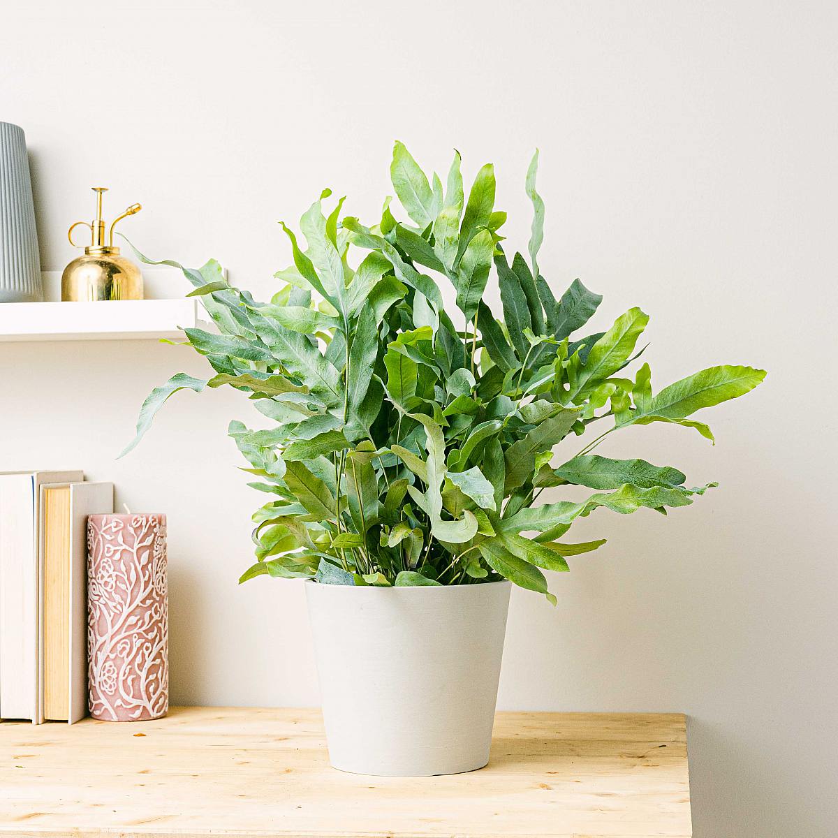 Kapradina s modrou hvězdou picture 2