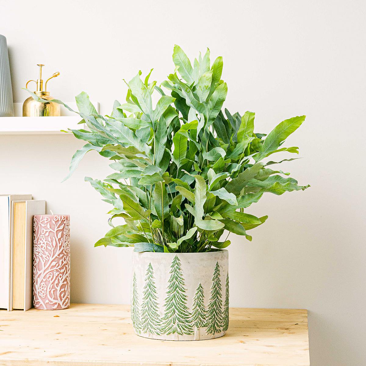 Kapradina s modrou hvězdou picture 3