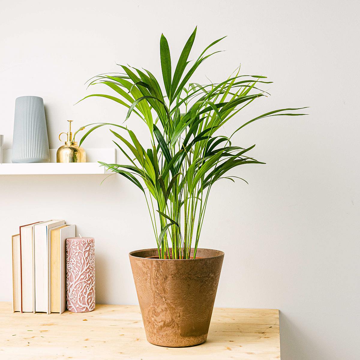 Areca-palm - luftrenare picture 1