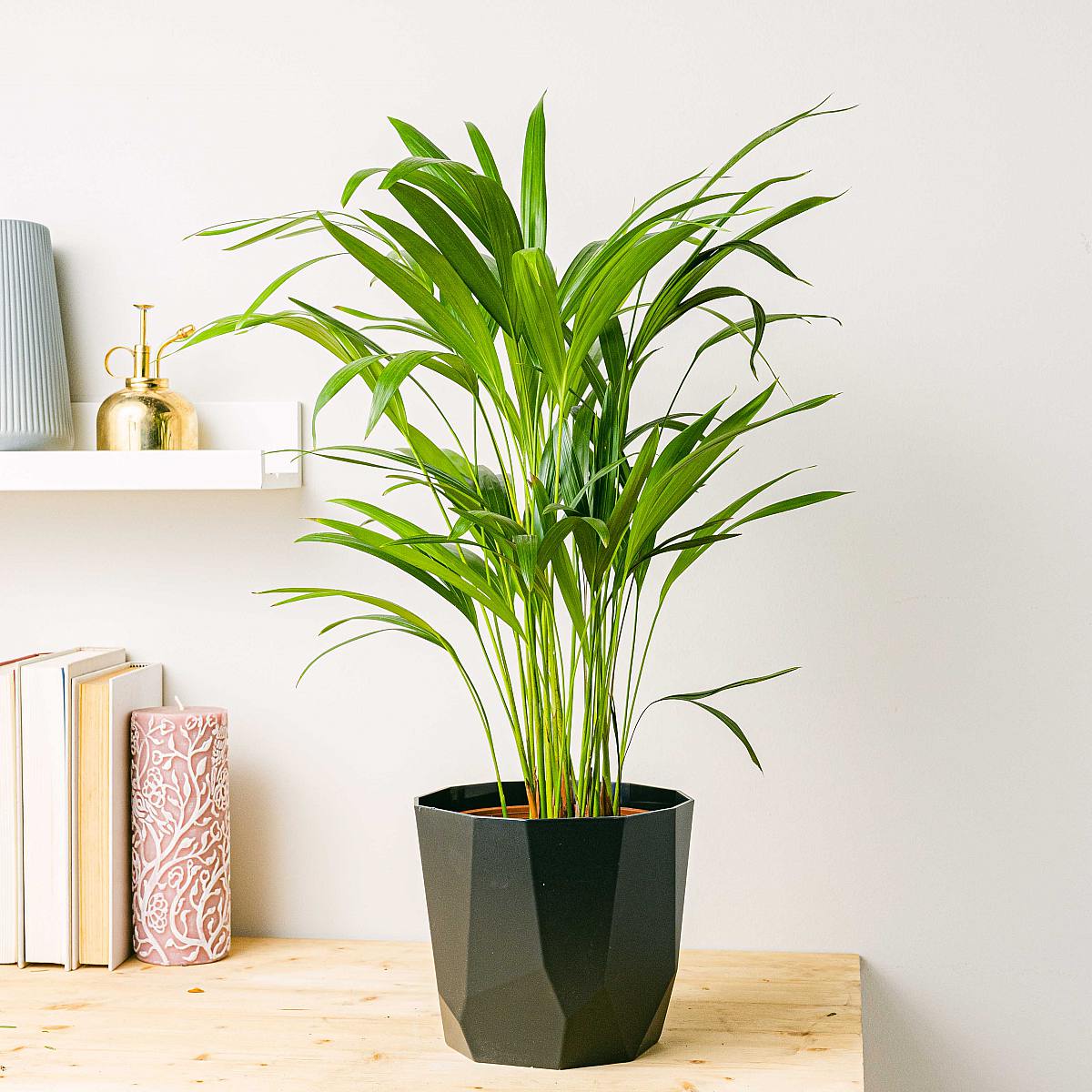 Areca-palm - luftrenare picture 2