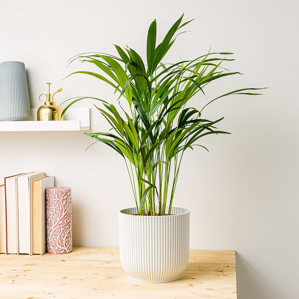 Areca-palm - luftrenare picture 3