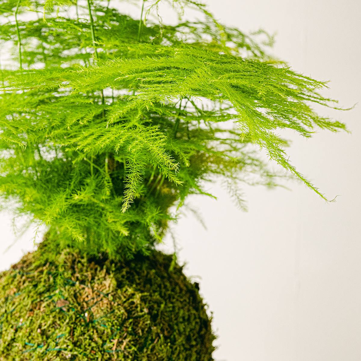 Kokedama Aspa picture 3