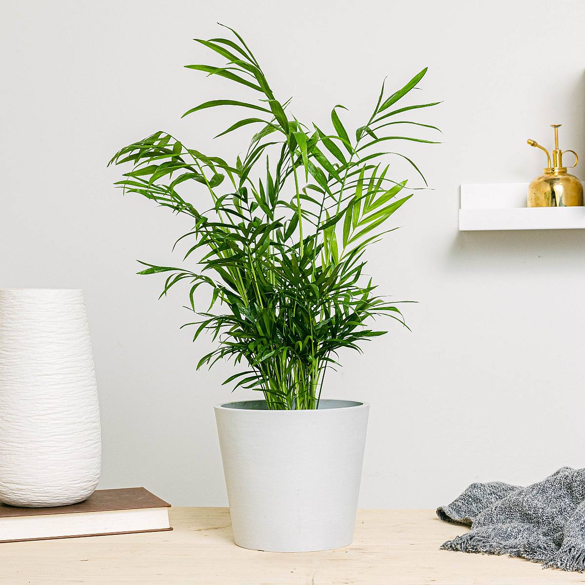 Palma Hallova - okrasná picture 1