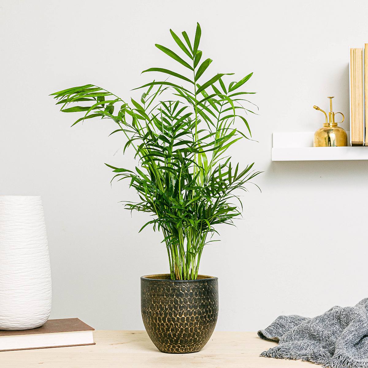 Palma Hallova - okrasná picture 2