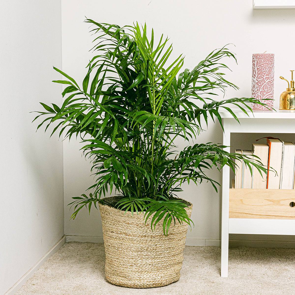 Hall Palm - Prydnadspalm picture 1