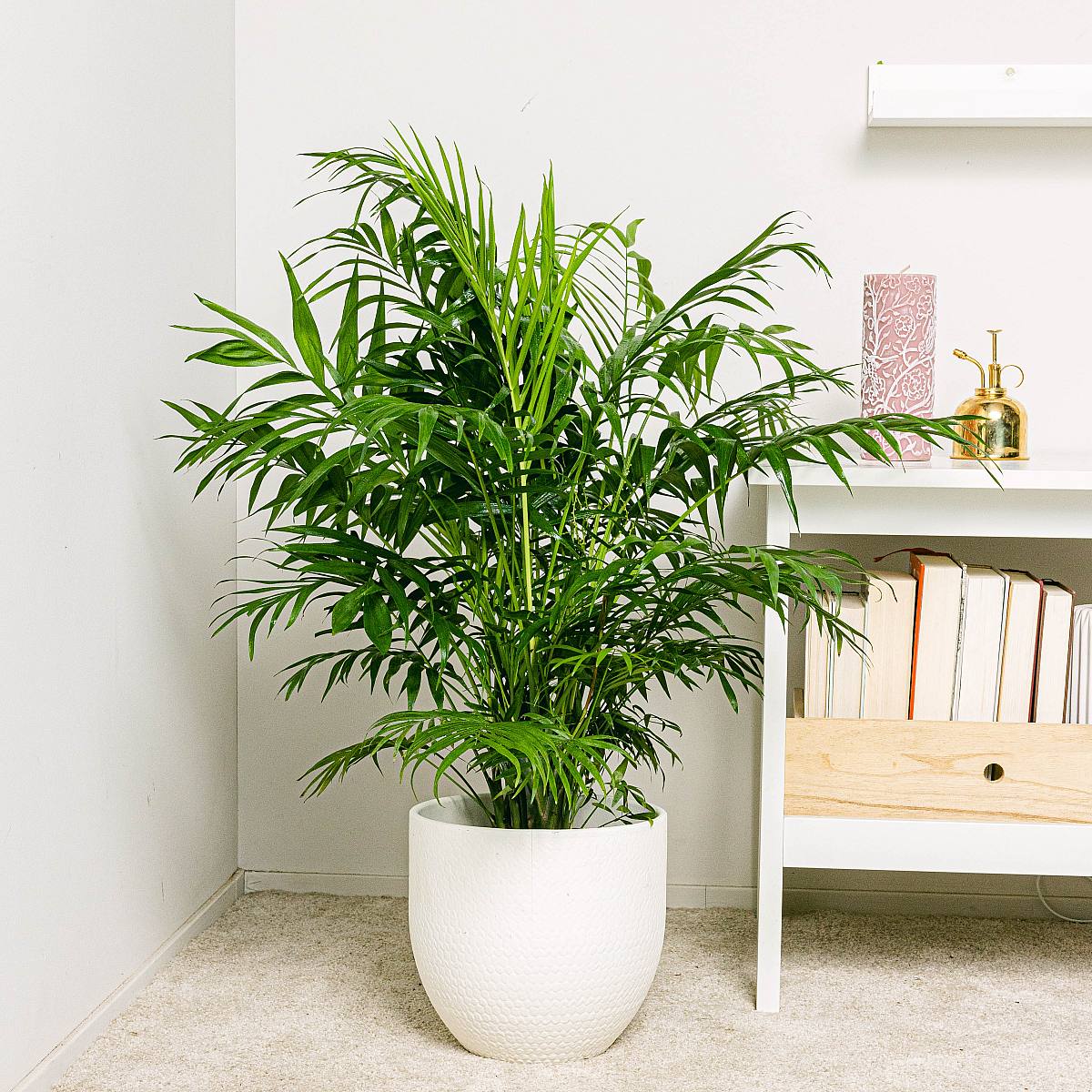 Hall Palm - Prydnadspalm picture 3