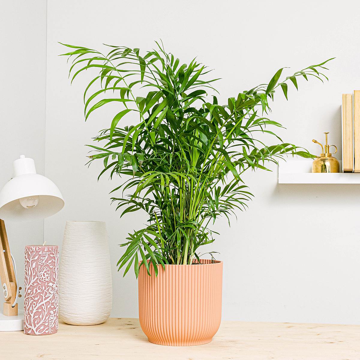 Parlor Palm picture 2