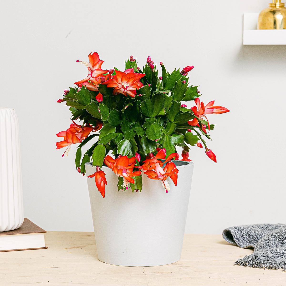 Schlumbergera cactus picture 0