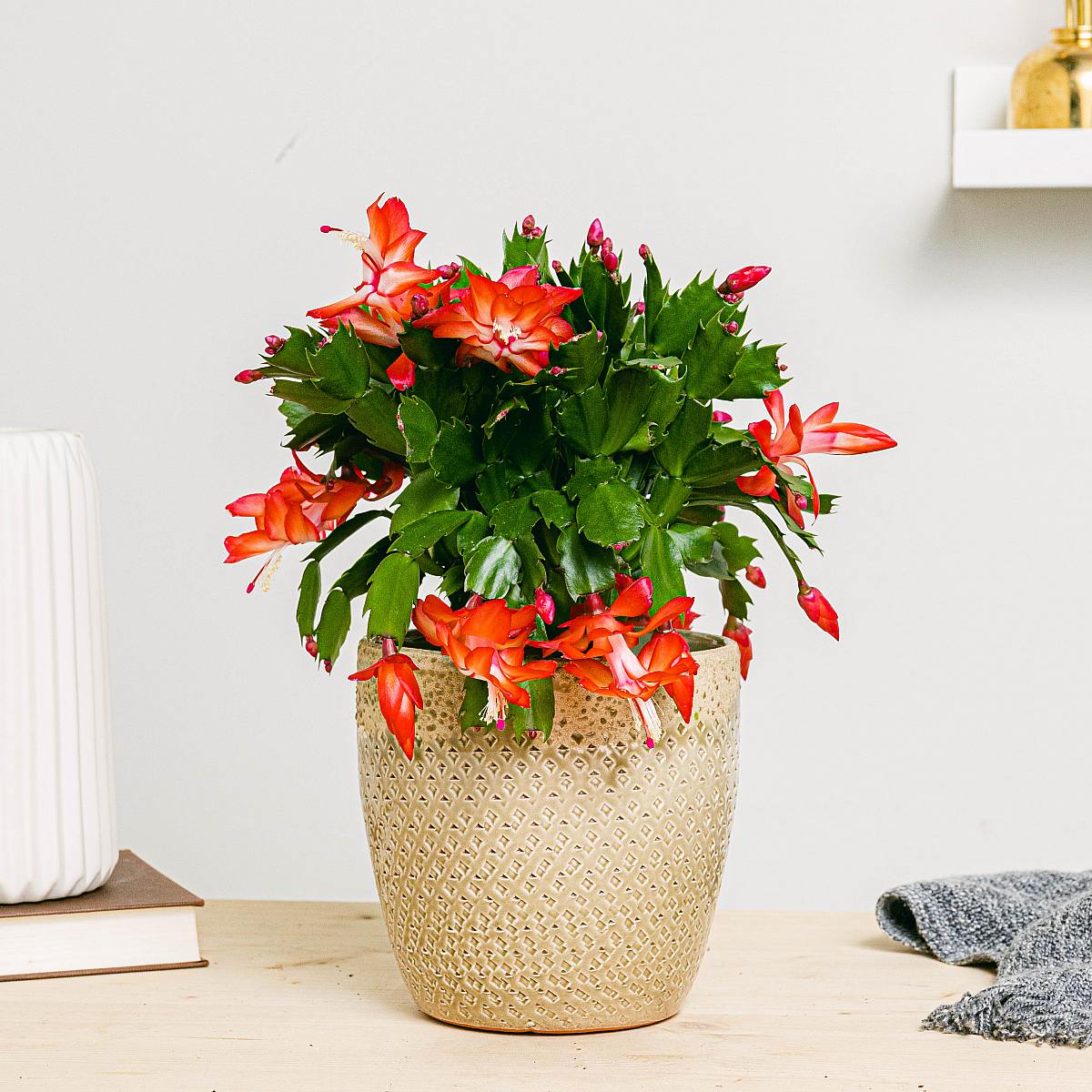 Schlumbergera cactus picture 1