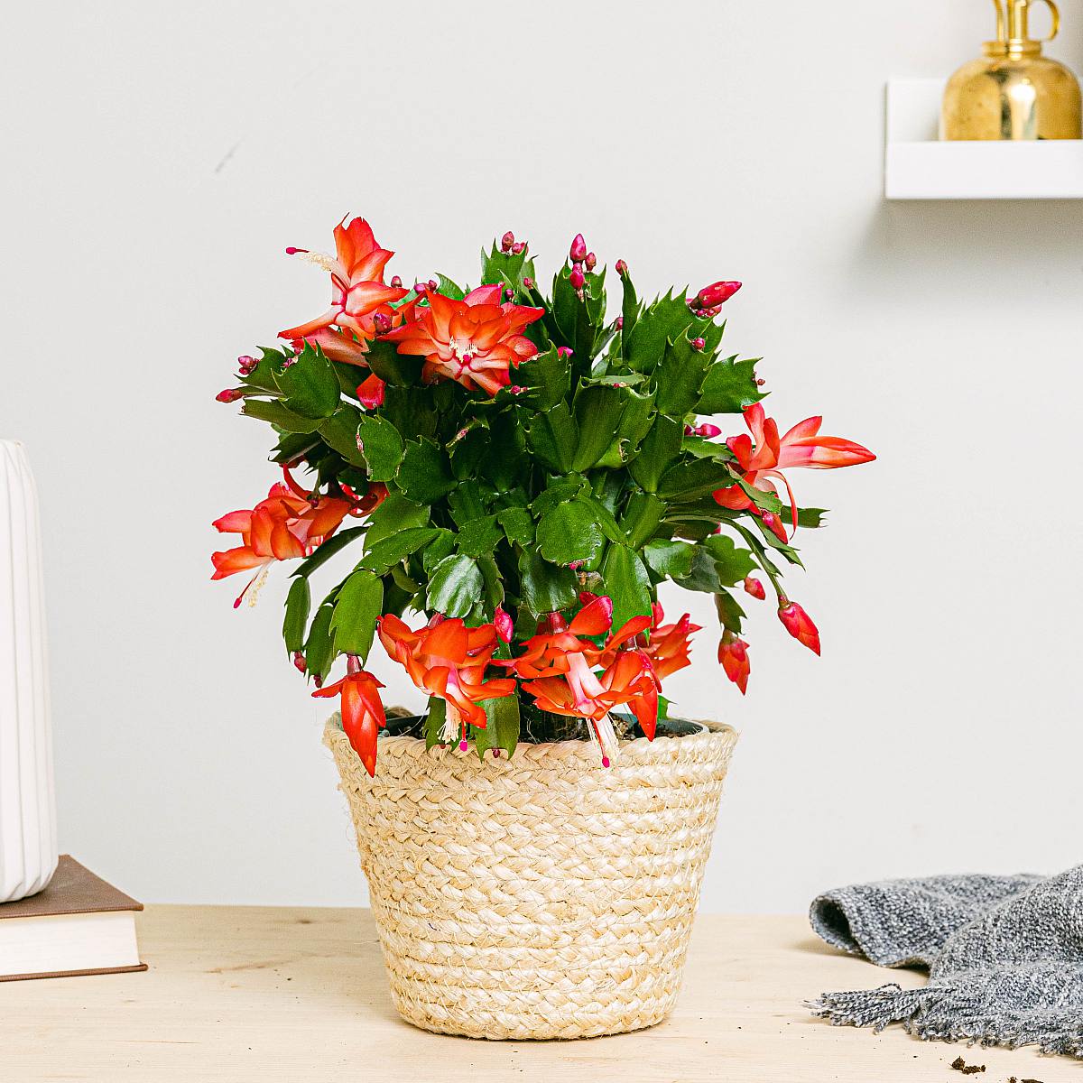 Schlumbergera cactus picture 3