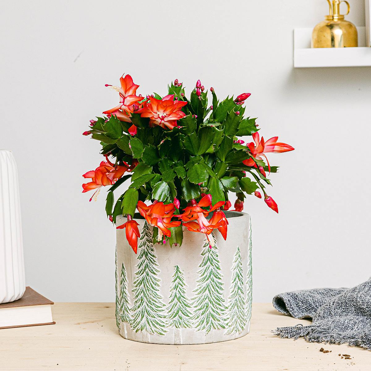 Schlumbergera cactus picture 4