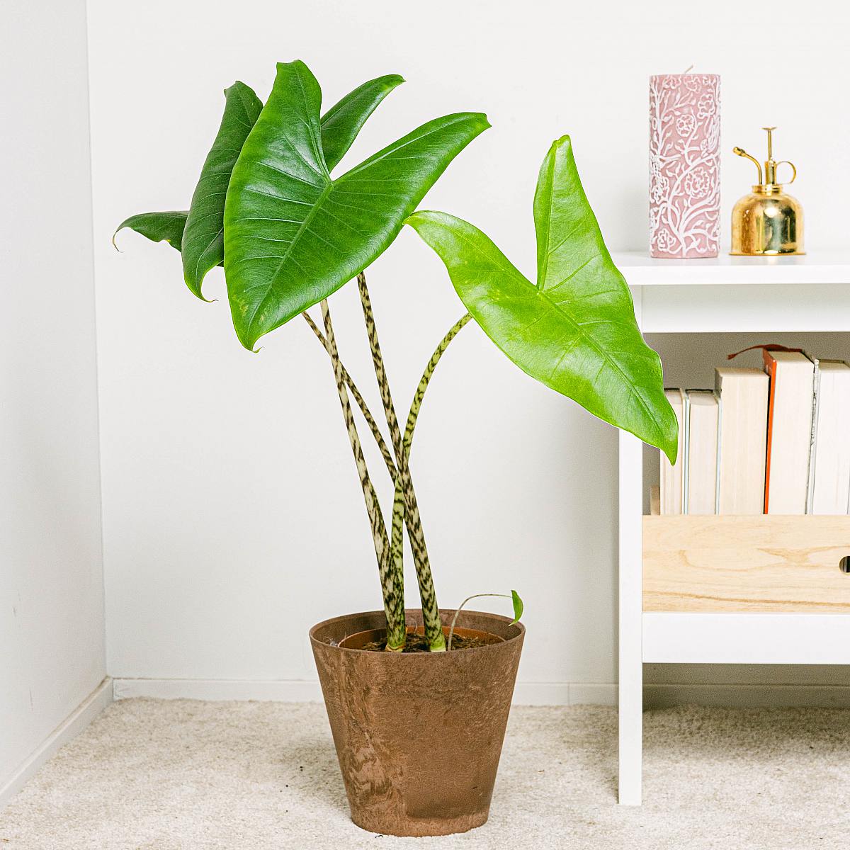 Alocasia Zebrina L picture 2