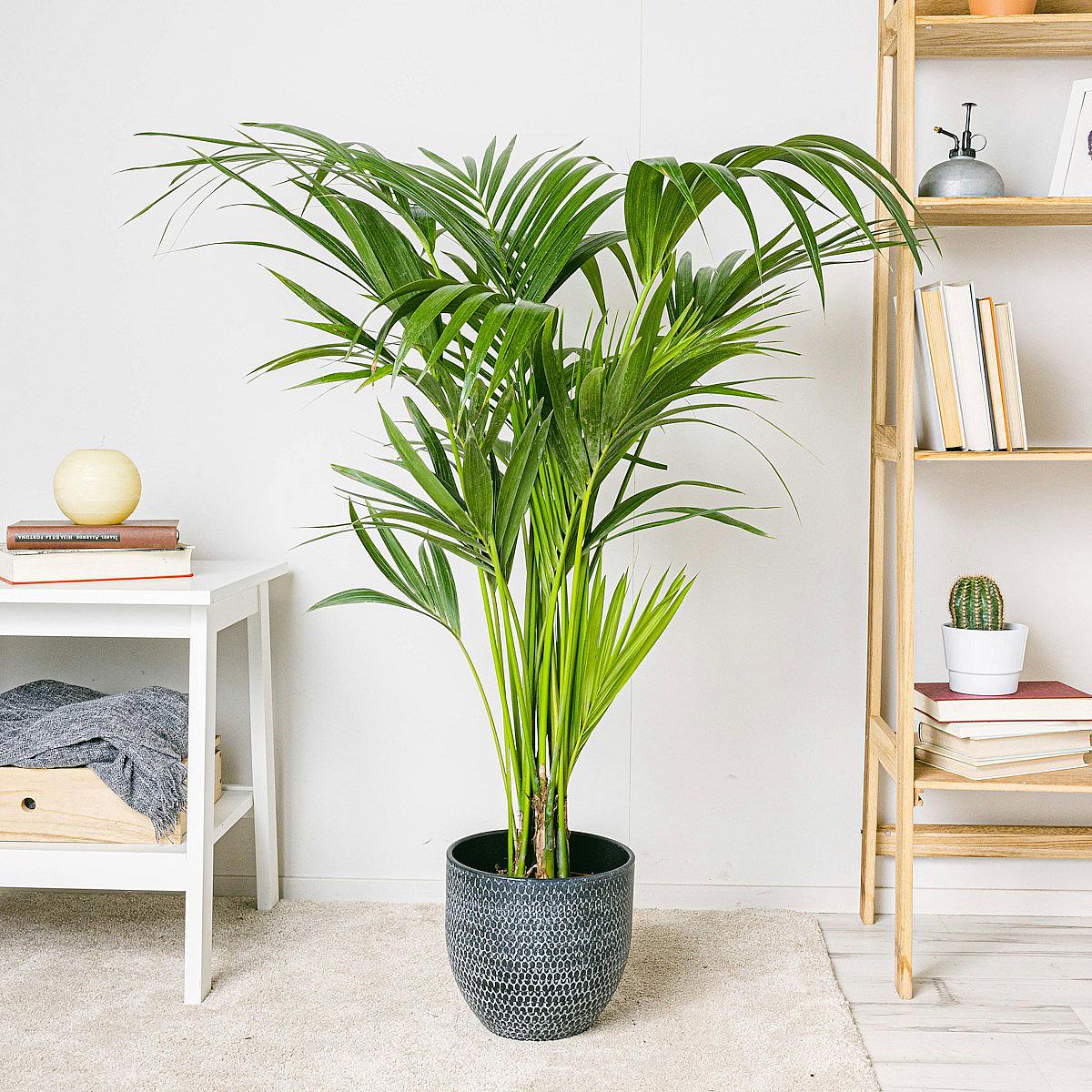 Kentia Palm - Rajská palma picture 2