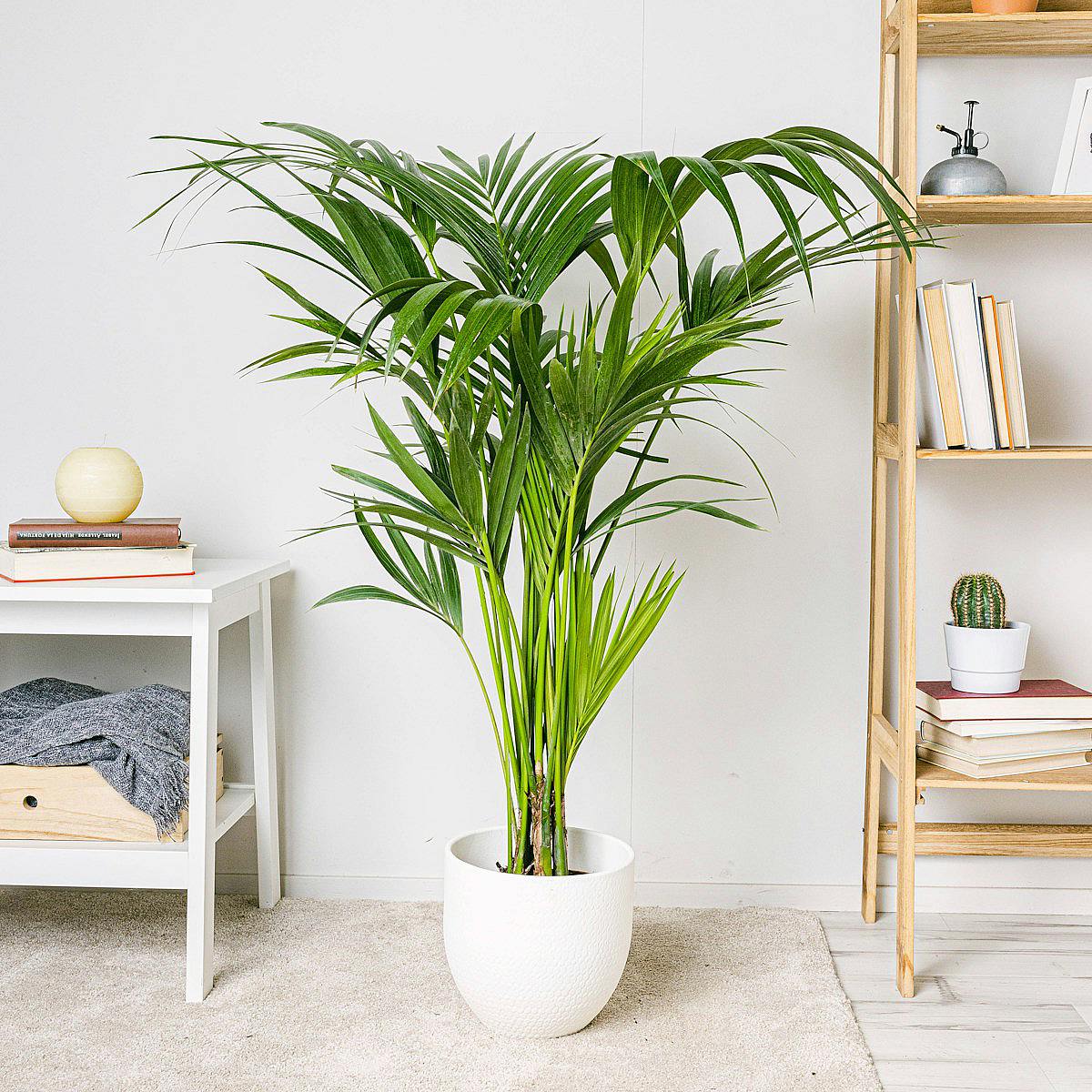 Kentia Palm - Rajská palma picture 4