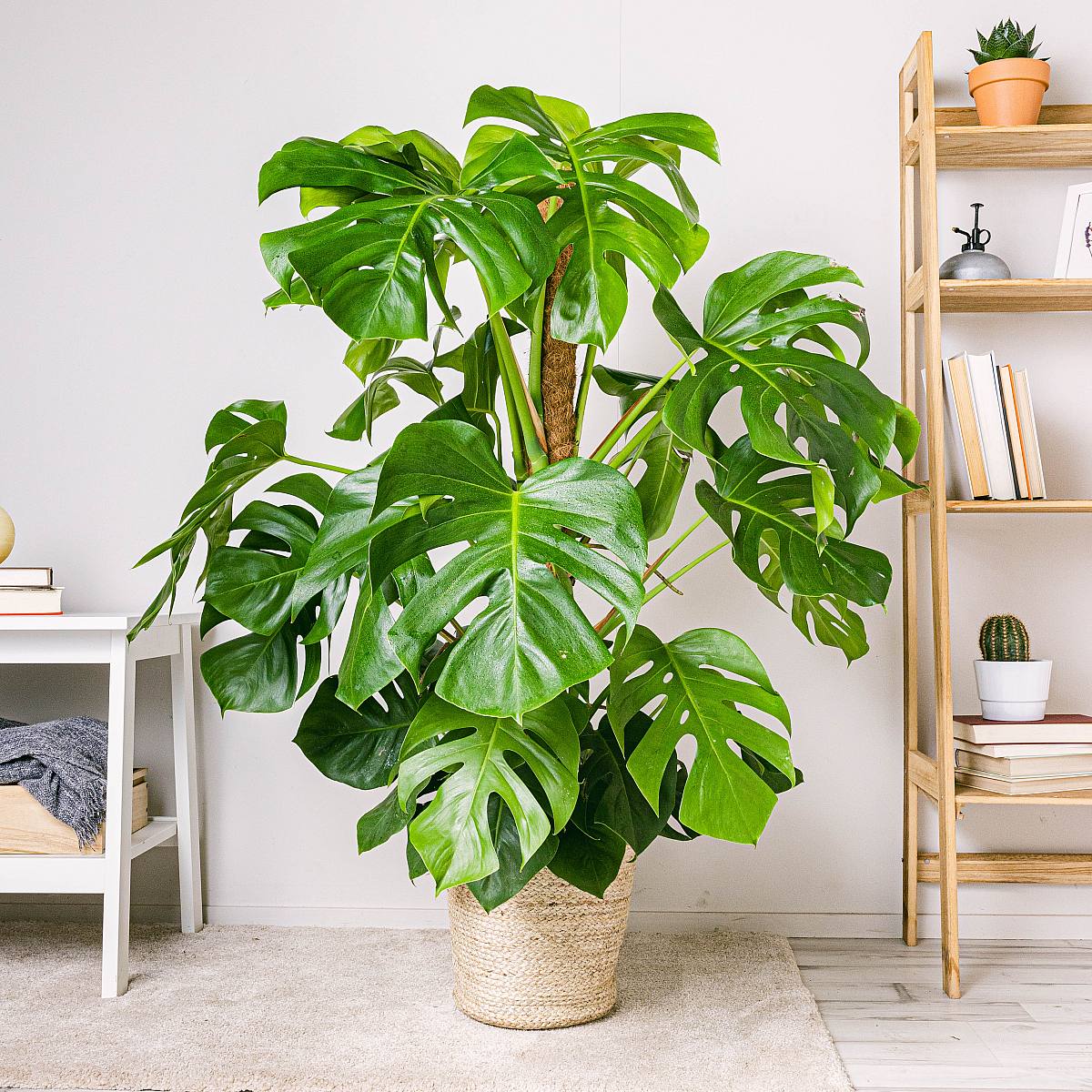 Monstera Deliciosa - Adamsrib picture 1