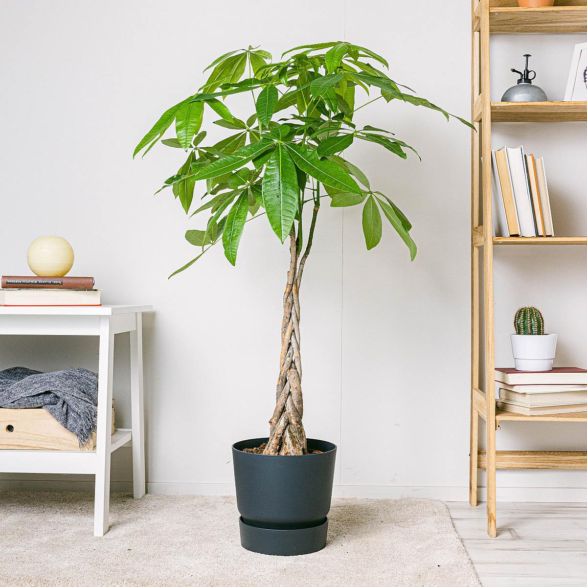 Pachira Aquatica - Strom štěstí picture 1