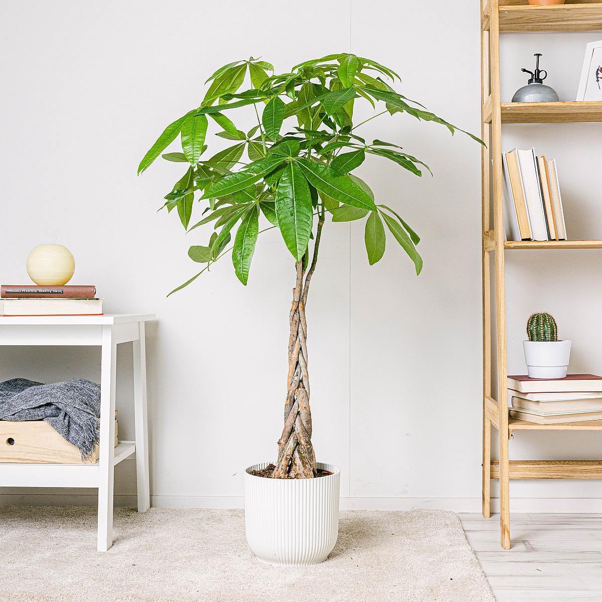 Pachira Aquatica - Strom štěstí picture 2