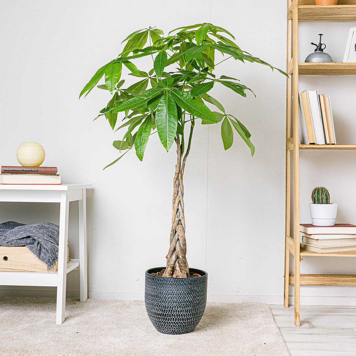 Pachira Aquatica - Strom štěstí picture 3